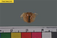 藏品(短指和尚蟹)的圖片